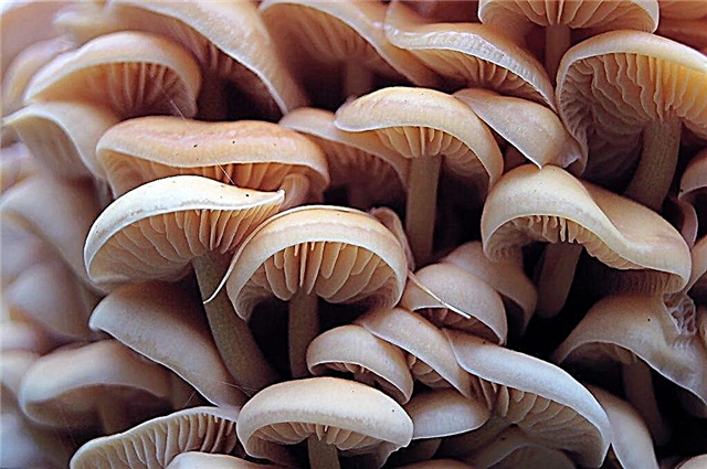Cogumelos lamelares comestíveis e venenosos