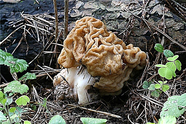 Beskrivelse af pungdyr svampe