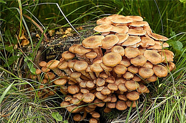 Cogumelos em tocos