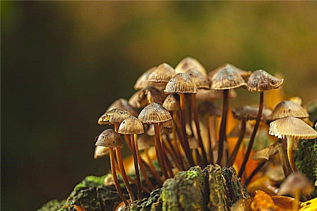 What are the unusual facts about mushrooms