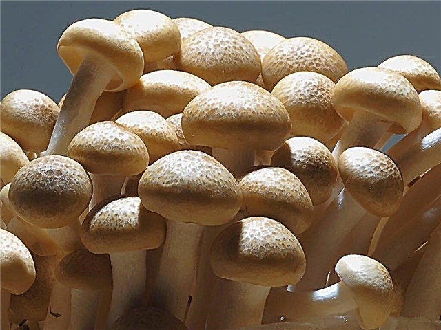 The chemical composition of mushrooms