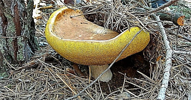 The largest mushrooms