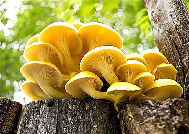 Description of the kingdom of mushrooms