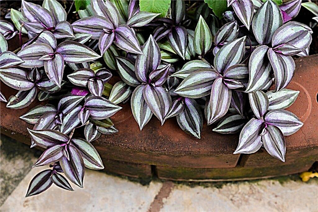 Tradescantia Zebrina - rules of care and features of reproduction