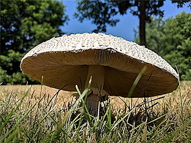 Features of cap mushrooms