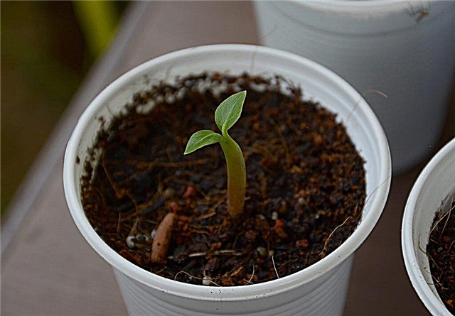 How to grow Adenium from seeds - simple instructions