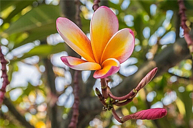 Plumeria is a beautiful flower with a wonderful scent