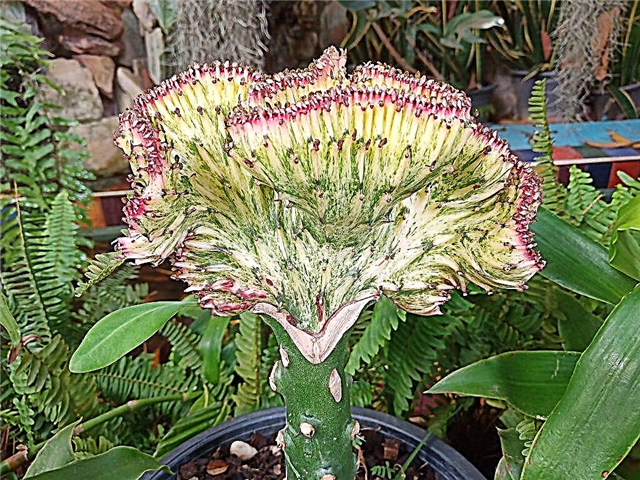 Euphorbia Laktea Kristata - wie man sich zu Hause kümmert