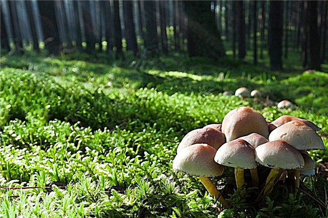Veld soorten paddenstoelen