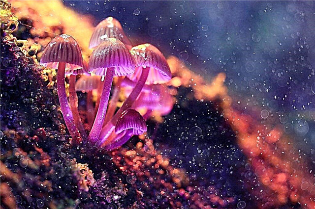 Vackra och ovanliga svampar i världen