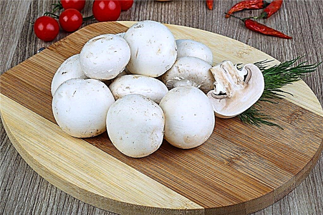 Eating champignons during pregnancy