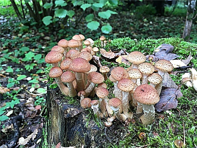 Honey mushrooms in the Chelyabinsk region