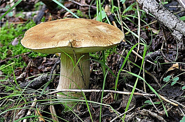 What mushrooms grow in the Luga region