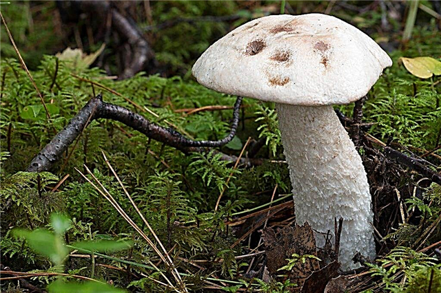 Where to pick mushrooms in the Krasnodar Territory
