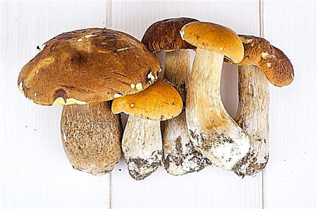 Characteristics of tubular mushrooms