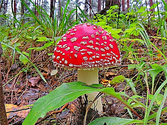 Tipos de cogumelos de outono