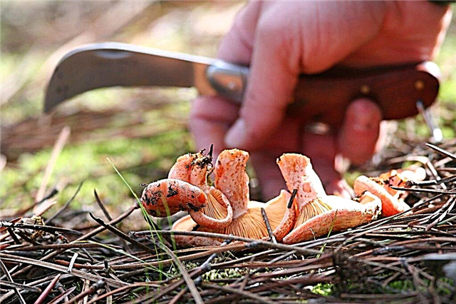 Pine forest mushrooms