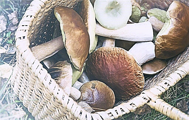 Eating mushrooms during pregnancy