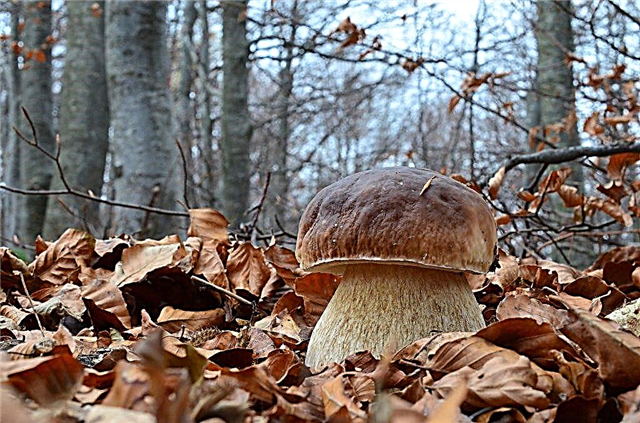 What mushrooms grow in Arkhangelsk and how long is the harvesting season