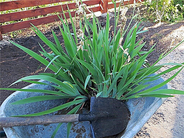 How to plant irises in autumn - step by step instructions