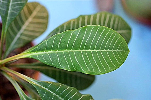 Euphorbia de punta blanca: ¿una palmera venenosa o un hombre exótico y guapo?