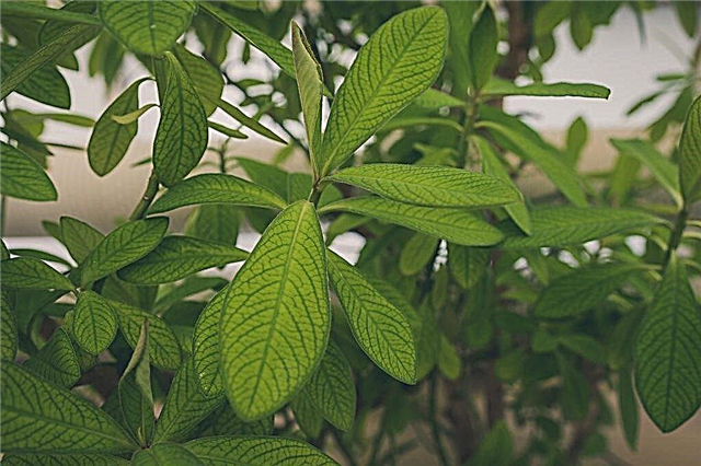 Sinadenium: las complejidades de cuidar un árbol exótico