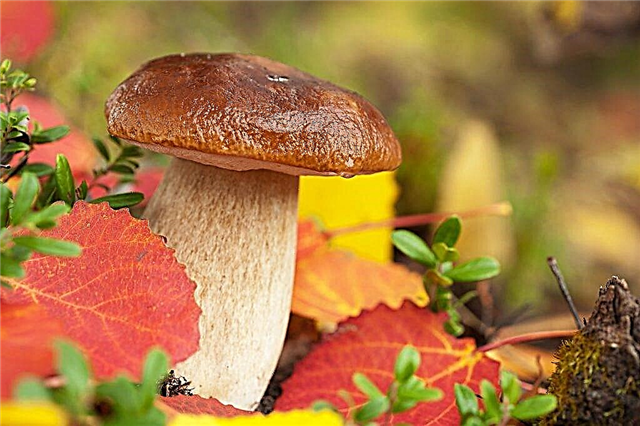 What mushrooms grow in the Bryansk region
