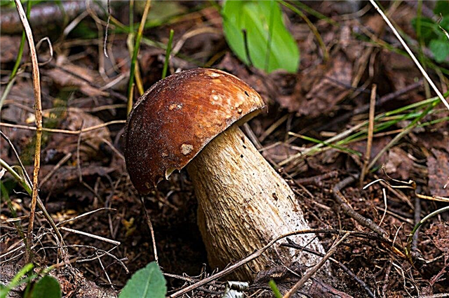 Que cogumelos crescem na região de Minsk