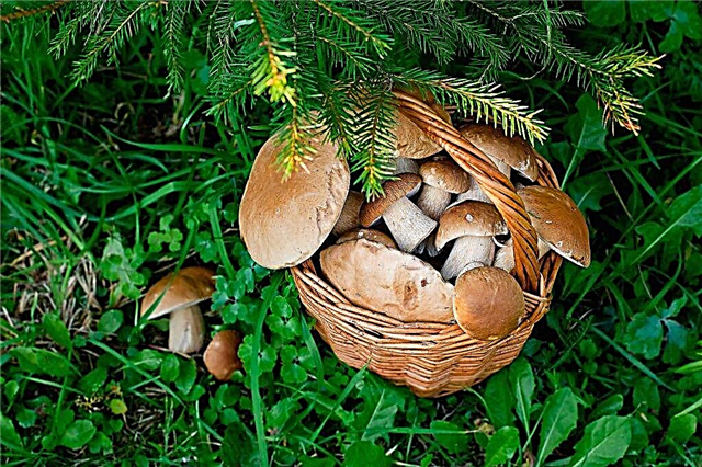 Cogumelos comestíveis do território Stavropol
