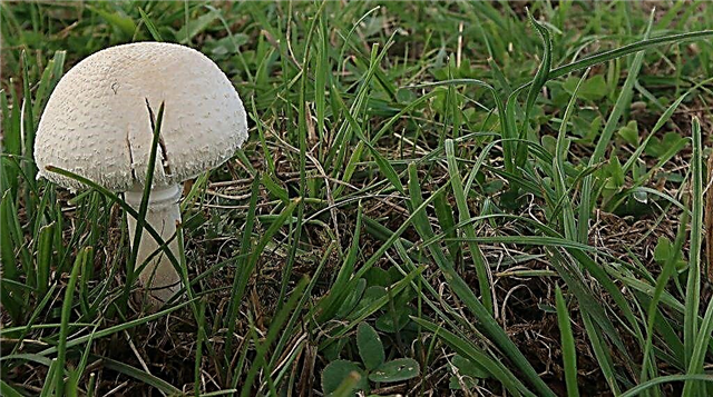 Descrizione dei funghi di prato