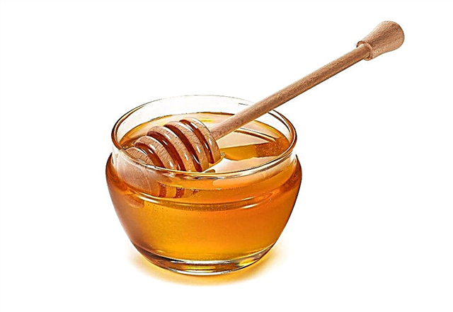 Мед од млечне траве - користи и штете, како разликовати лажњак