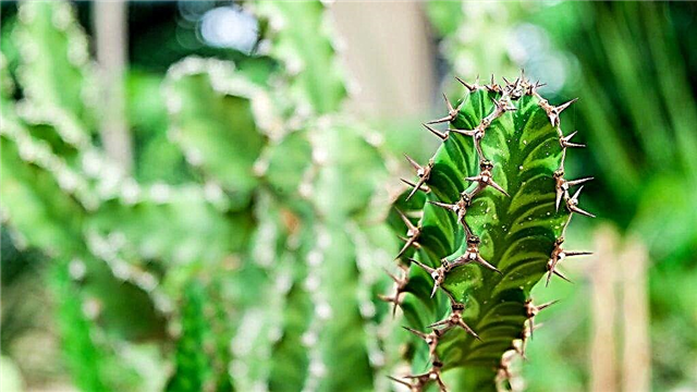 Euphorbia смолист - как да се грижим за растение