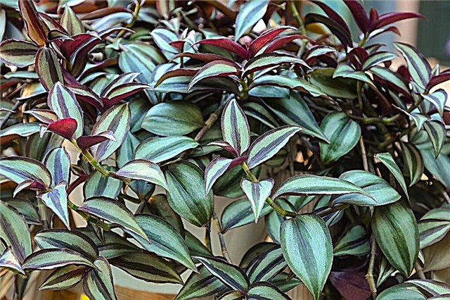 Tradescantia - signs and superstitions about a flower