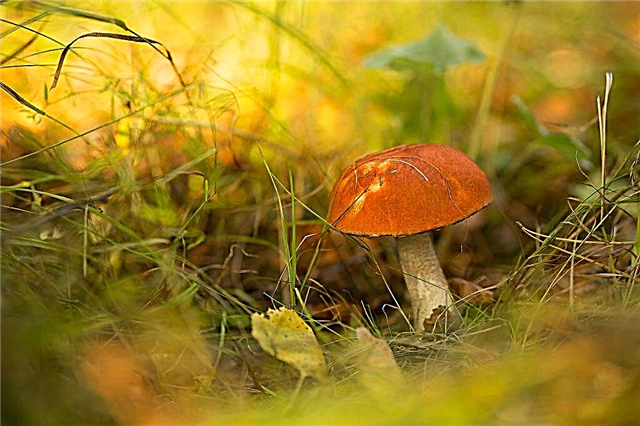 Edible mushrooms in Murmansk