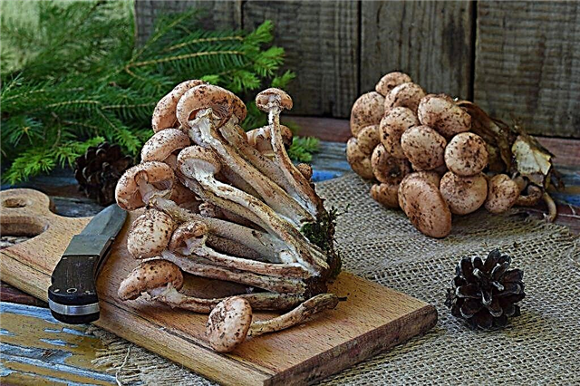 Regras para o processamento de cogumelos frescos