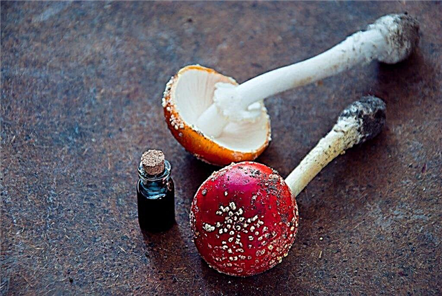 Medicinal properties of mushroom tincture