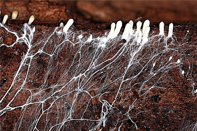 La estructura del micelio del hongo y su cultivo.