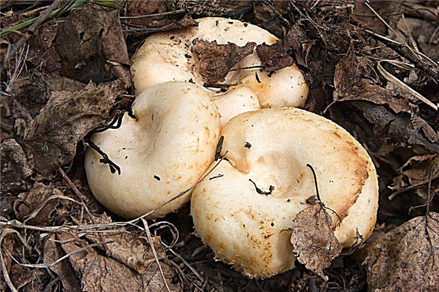 Lieux de croissance des champignons