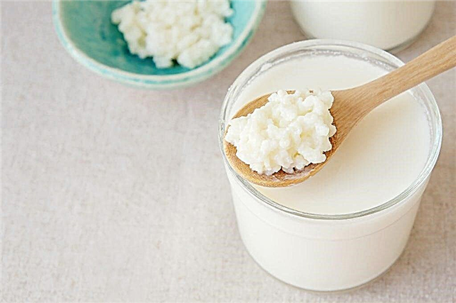 Les avantages et les inconvénients du champignon de lait
