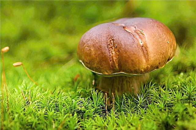 What mushrooms grow among mosses