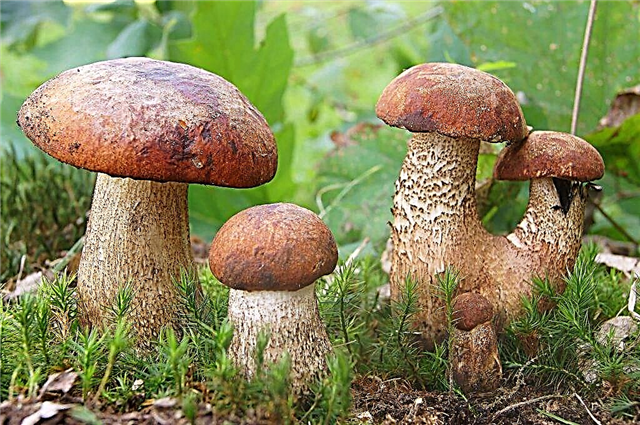 Mushroom places of Dmitrovsky district