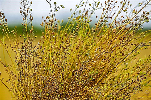 The benefits of camelina oil