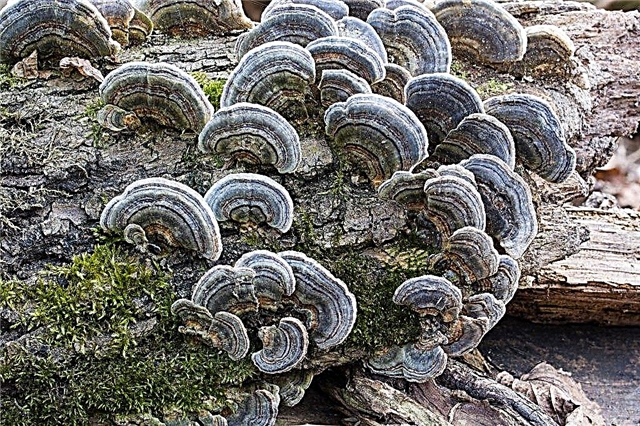 Simbiose de cogumelos e árvores