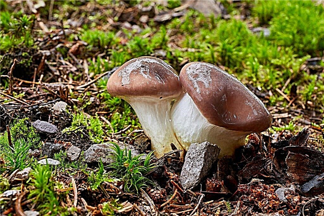 Description of summer types of mushrooms