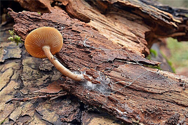 Kenmerken van de reproductie van paddenstoelen