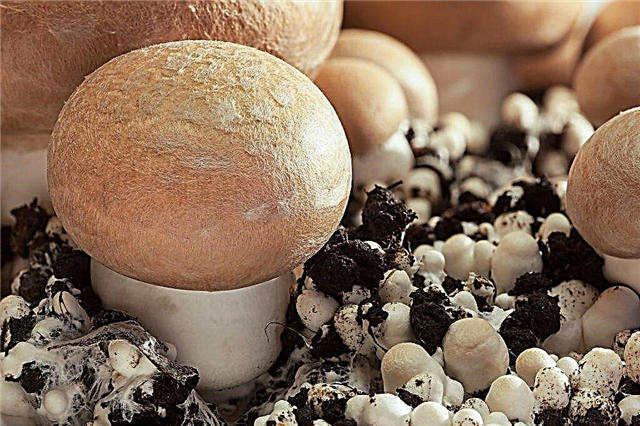 Rules for growing mushrooms at home