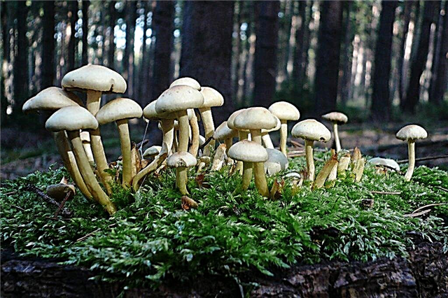 Similarities and differences between champignon and pale toadstool