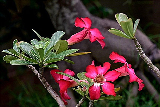 Adenium Obesum - how to care for a flower