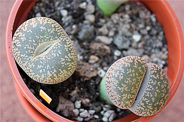 Lithops, or flowering stones - tips for growing