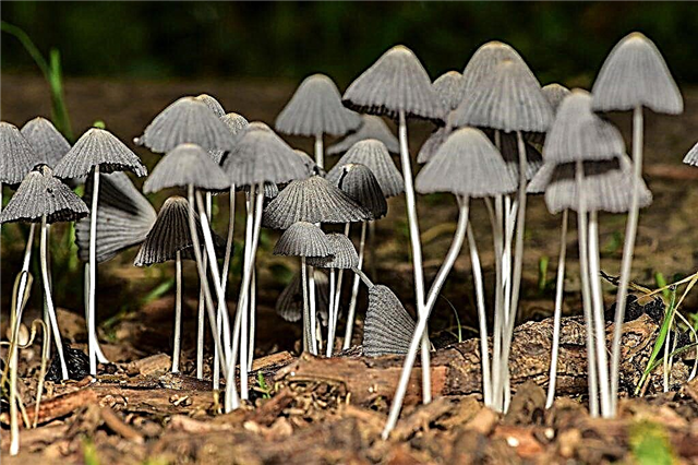 Descrição de fungos saprotróficos